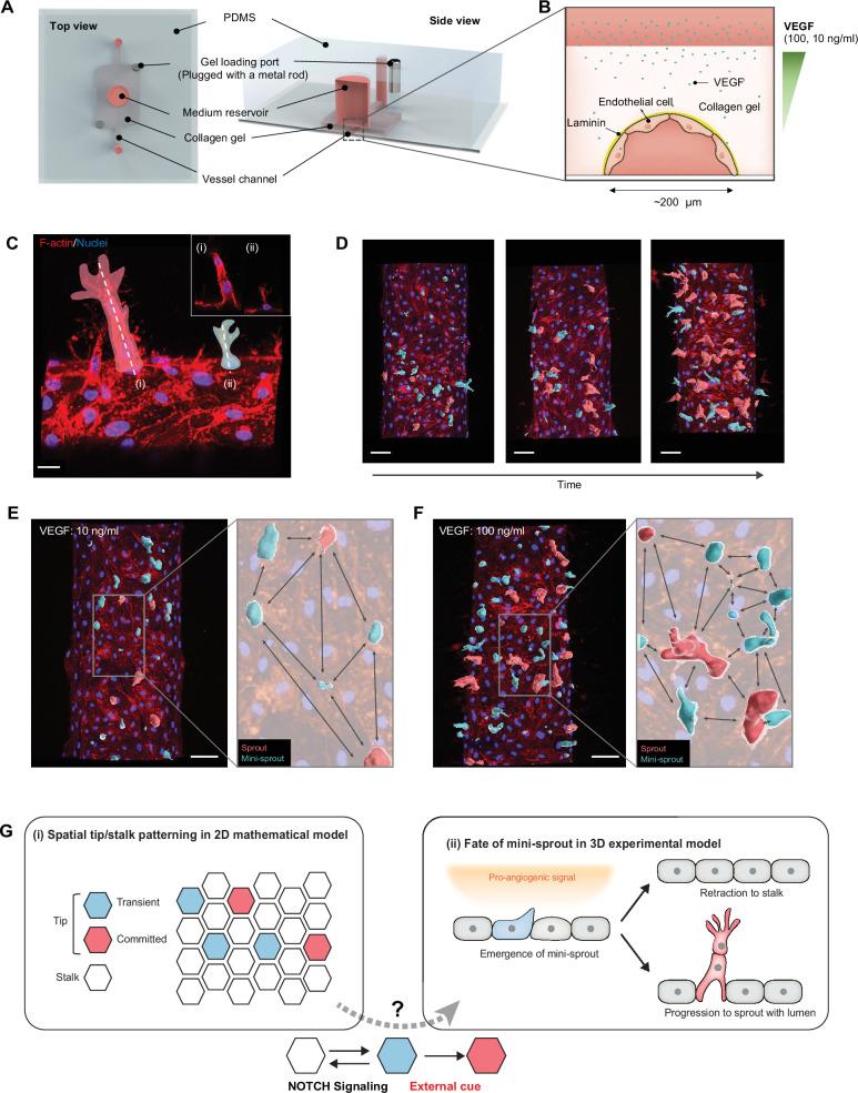 https://cdn.ncbi.nlm.nih.gov/pmc/blobs/760b/10942579/d87303555165/elife-89262-fig1.jpg
