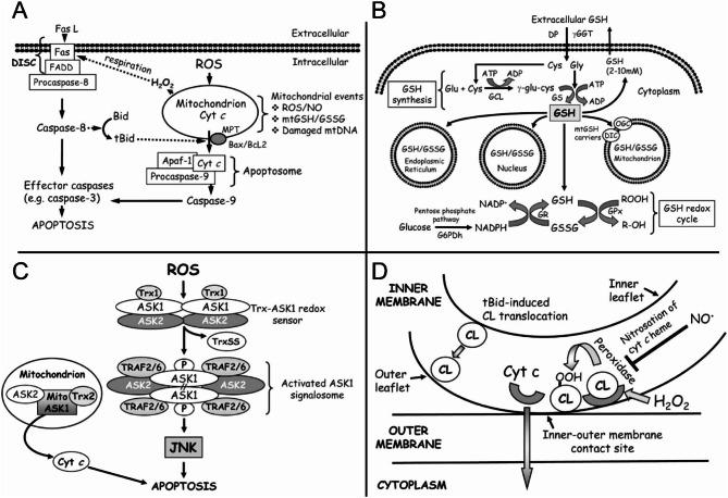 https://cdn.ncbi.nlm.nih.gov/pmc/blobs/7644/11438196/855986303e25/12951_2024_2859_Fig6_HTML.jpg
