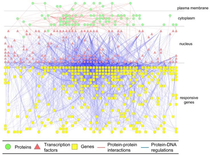https://cdn.ncbi.nlm.nih.gov/pmc/blobs/768f/3972654/35542c233cd8/cells-02-00635-g003.jpg