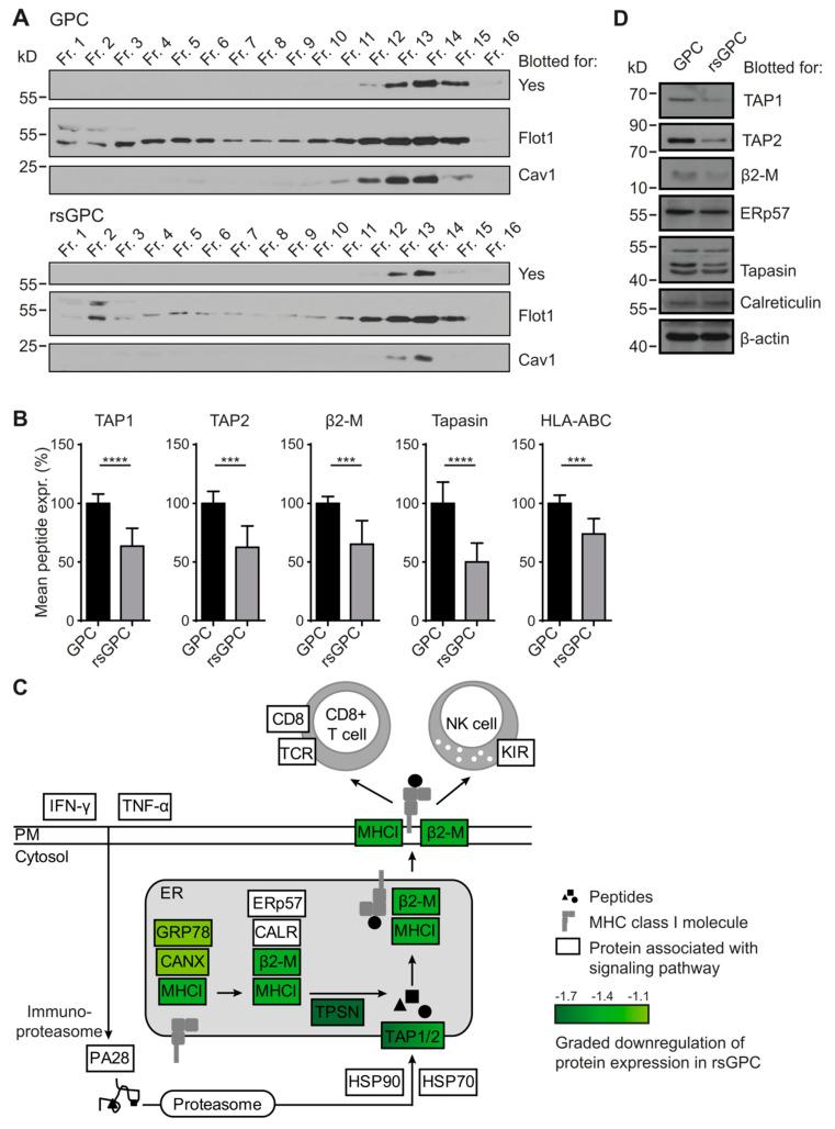 https://cdn.ncbi.nlm.nih.gov/pmc/blobs/769f/9179833/b4f5d52006f7/cancers-14-02728-g002.jpg