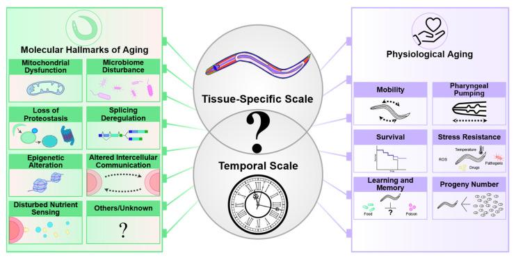 https://cdn.ncbi.nlm.nih.gov/pmc/blobs/76bb/10854721/53354c15bd12/cells-13-00288-g001.jpg