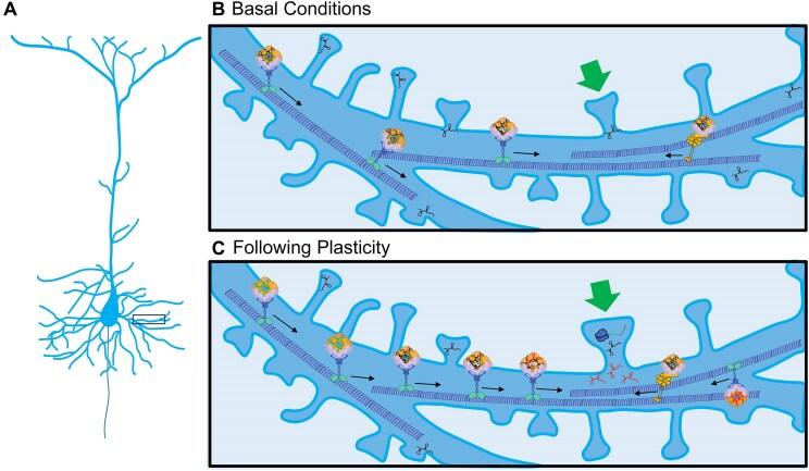 https://cdn.ncbi.nlm.nih.gov/pmc/blobs/7724/12004114/186360f4b39c/gkaf293fig3.jpg