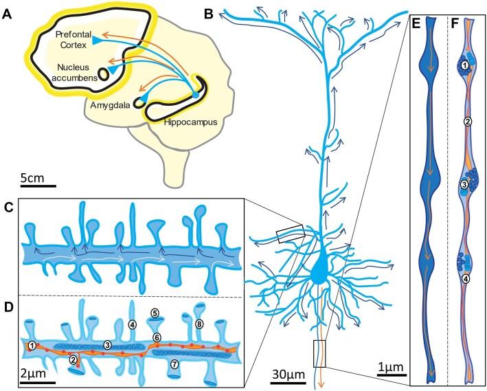 https://cdn.ncbi.nlm.nih.gov/pmc/blobs/7724/12004114/badcaca63c28/gkaf293fig1.jpg