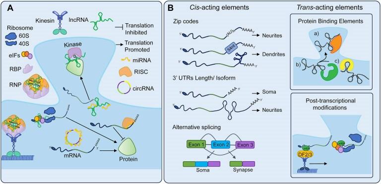 https://cdn.ncbi.nlm.nih.gov/pmc/blobs/7724/12004114/be1c8156ceeb/gkaf293fig2.jpg