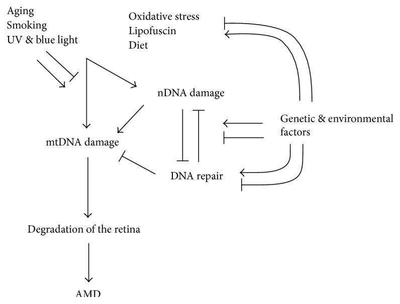 https://cdn.ncbi.nlm.nih.gov/pmc/blobs/7749/5687149/aea331bb74e4/OMCL2017-5293258.005.jpg