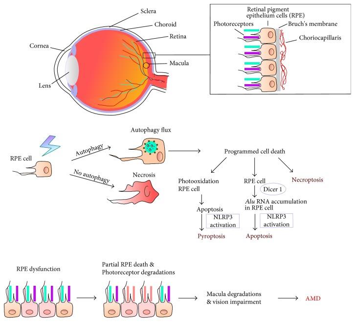 https://cdn.ncbi.nlm.nih.gov/pmc/blobs/7749/5687149/d383a654319c/OMCL2017-5293258.002.jpg
