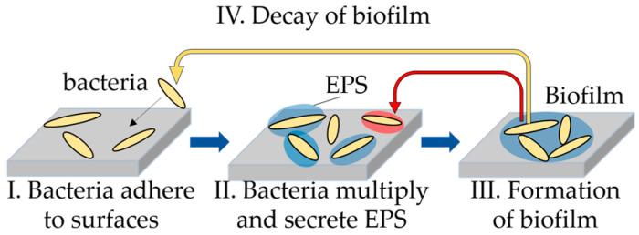 https://cdn.ncbi.nlm.nih.gov/pmc/blobs/7761/12388386/348a6dc7b718/microorganisms-13-01779-g001.jpg