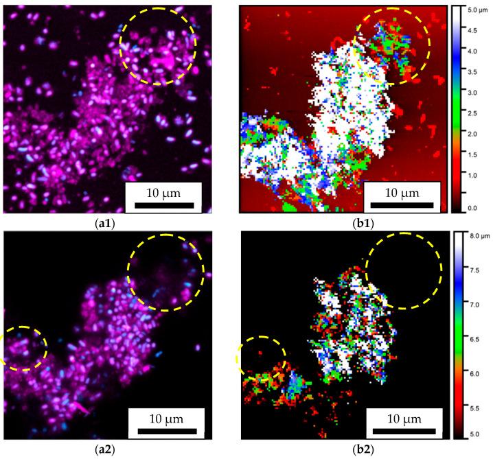 https://cdn.ncbi.nlm.nih.gov/pmc/blobs/7761/12388386/bbbd6441c421/microorganisms-13-01779-g005a.jpg