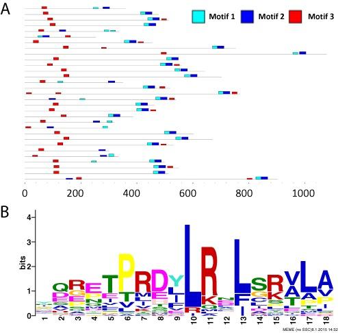 https://cdn.ncbi.nlm.nih.gov/pmc/blobs/7768/4489269/ab06fa19395c/gkv416fig4.jpg