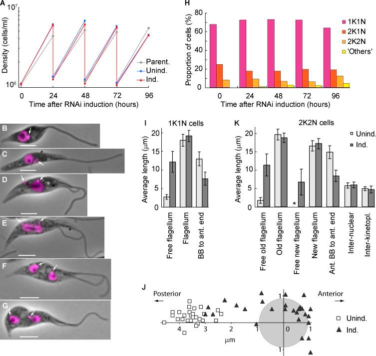 https://cdn.ncbi.nlm.nih.gov/pmc/blobs/776f/4121973/7c6a6d2c284e/JCB_201312067_Fig3.jpg