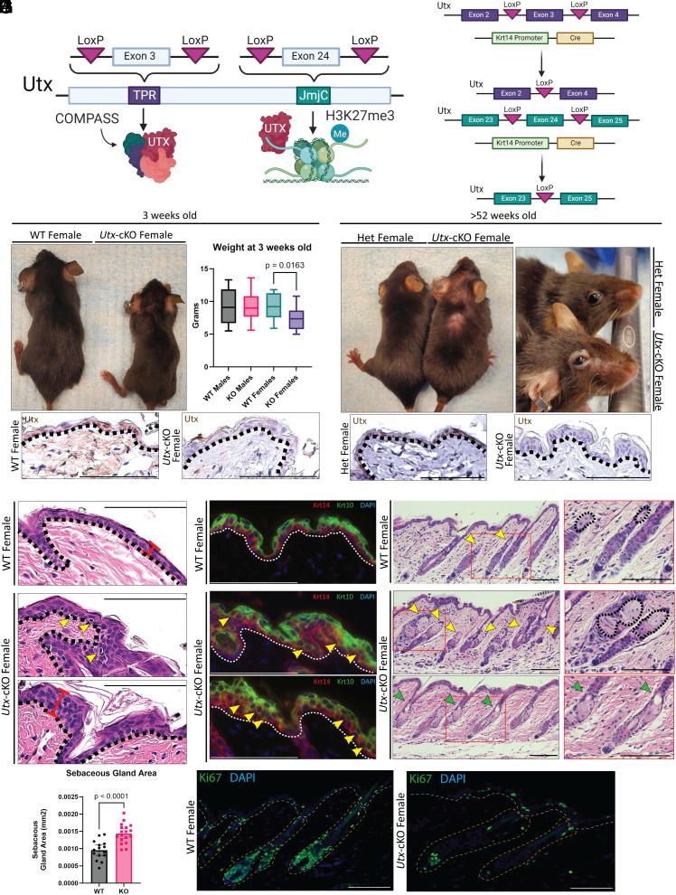 https://cdn.ncbi.nlm.nih.gov/pmc/blobs/7772/12107135/f3350ac98d47/pnas.2422971122fig01.jpg