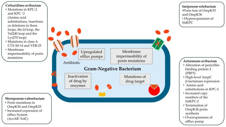 https://cdn.ncbi.nlm.nih.gov/pmc/blobs/778e/12108312/662a08b07e23/antibiotics-14-00528-g001.jpg