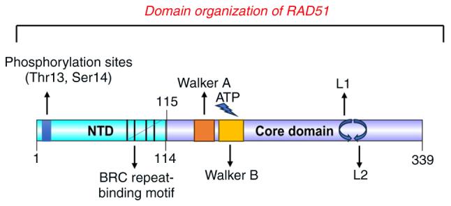 https://cdn.ncbi.nlm.nih.gov/pmc/blobs/7796/12270392/f2054b1a5fc0/ijo-67-02-05771-g01.jpg