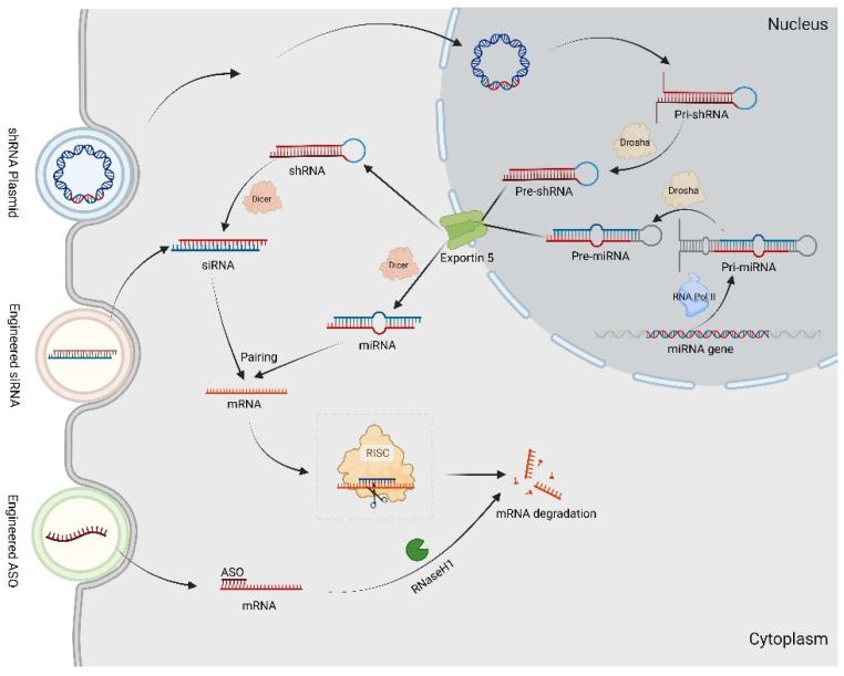 https://cdn.ncbi.nlm.nih.gov/pmc/blobs/77e9/11430469/2619b5930f10/biomolecules-14-01138-g003.jpg