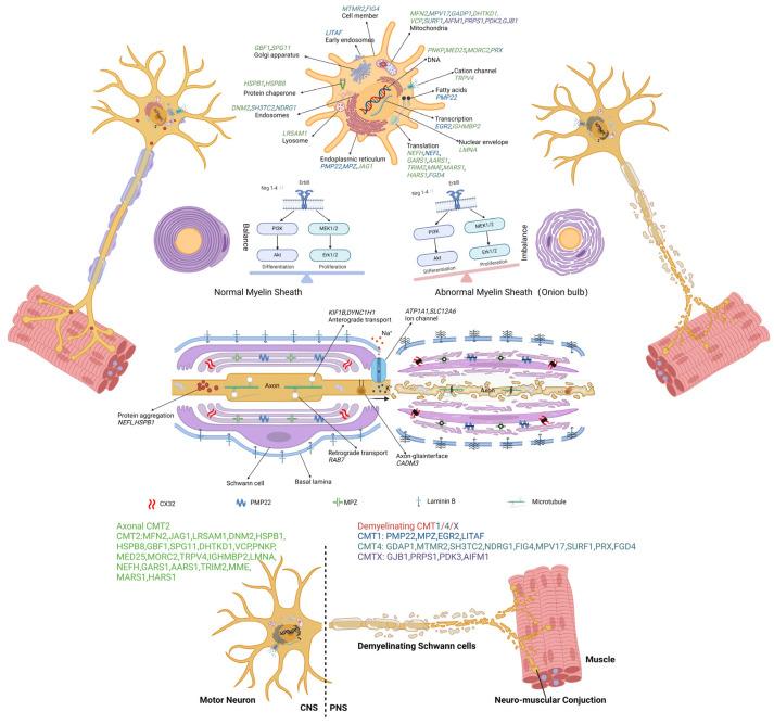 https://cdn.ncbi.nlm.nih.gov/pmc/blobs/77e9/11430469/2bb5ba1aa2e5/biomolecules-14-01138-g002.jpg
