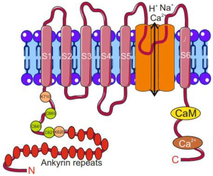 https://cdn.ncbi.nlm.nih.gov/pmc/blobs/77ef/11280075/12ee97c9ad59/molecules-29-03385-g003.jpg