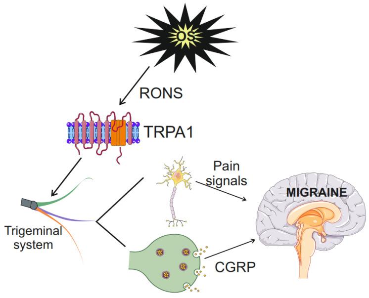 https://cdn.ncbi.nlm.nih.gov/pmc/blobs/77ef/11280075/7ffa3336d66c/molecules-29-03385-g004.jpg