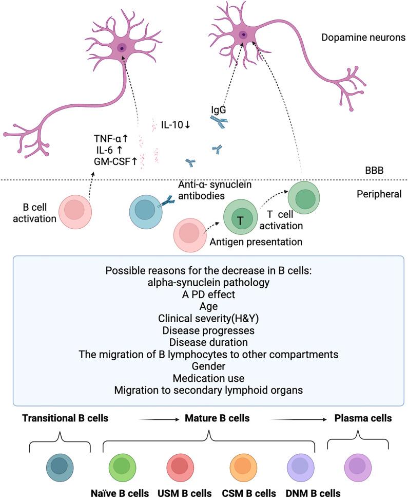 https://cdn.ncbi.nlm.nih.gov/pmc/blobs/77f6/11994702/42f92fcdd7b0/fimmu-16-1526095-g002.jpg