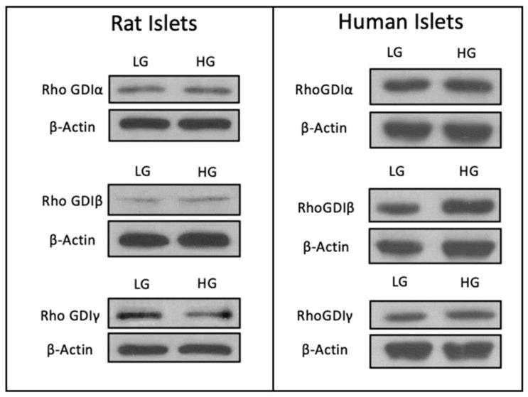 https://cdn.ncbi.nlm.nih.gov/pmc/blobs/7807/10854874/95a10f291bc5/cells-13-00272-g003.jpg