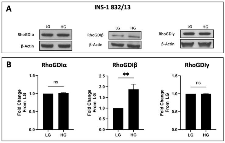 https://cdn.ncbi.nlm.nih.gov/pmc/blobs/7807/10854874/d0565ec512d7/cells-13-00272-g002.jpg