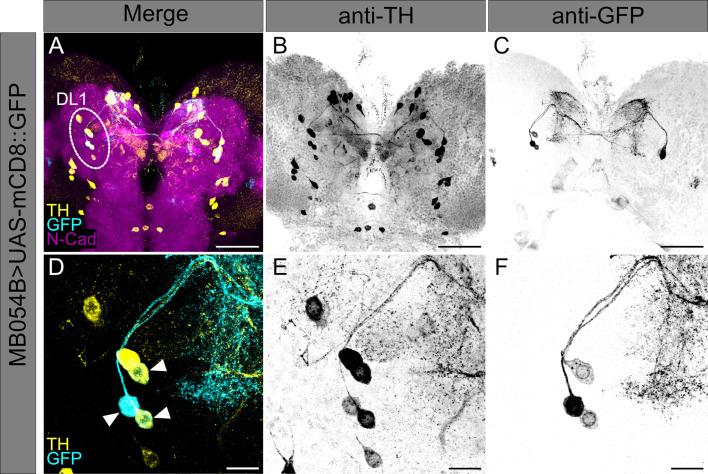 https://cdn.ncbi.nlm.nih.gov/pmc/blobs/781e/12169853/0270ec39d49d/elife-91387-fig2-figsupp2.jpg