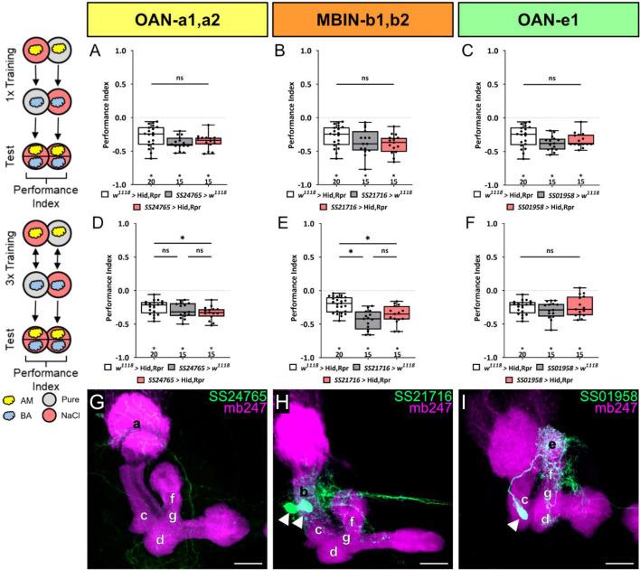 https://cdn.ncbi.nlm.nih.gov/pmc/blobs/781e/12169853/3d1054a8f4f2/elife-91387-fig4-figsupp4.jpg