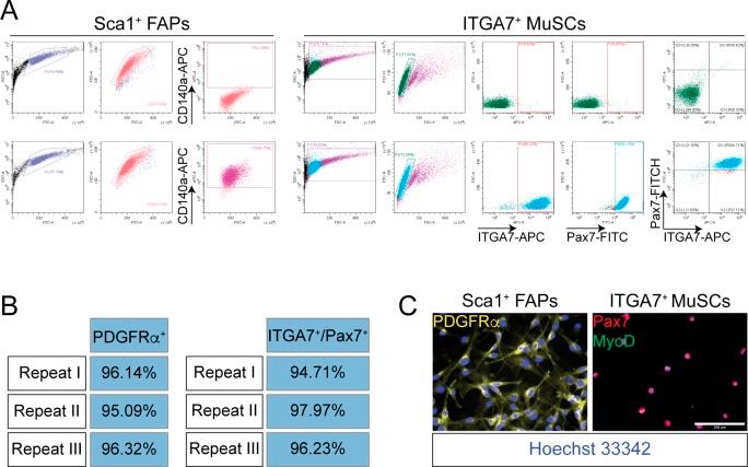 https://cdn.ncbi.nlm.nih.gov/pmc/blobs/7828/7003708/ad6cf22f145e/LSA-2020-00646_FigS1.jpg