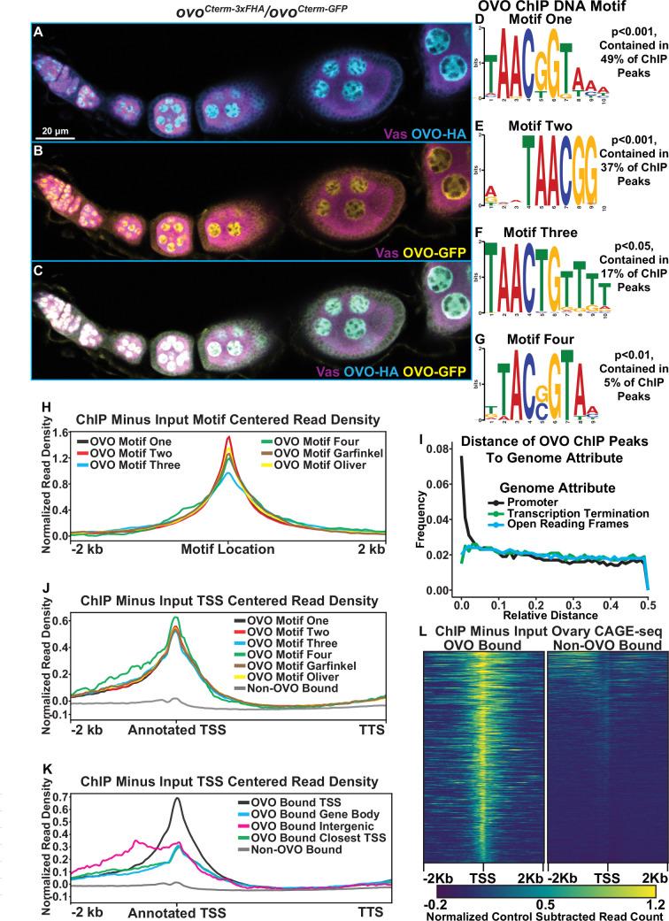 https://cdn.ncbi.nlm.nih.gov/pmc/blobs/7836/11410370/5ff97c7245f0/elife-94631-fig1.jpg