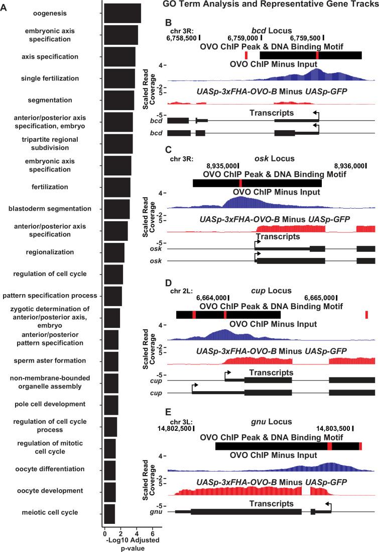 https://cdn.ncbi.nlm.nih.gov/pmc/blobs/7836/11410370/7b6dbfee4080/elife-94631-fig6.jpg