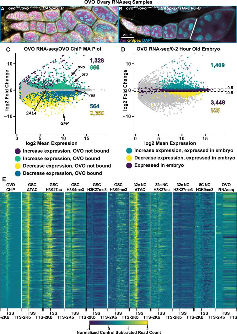 https://cdn.ncbi.nlm.nih.gov/pmc/blobs/7836/11410370/d49f05c8494e/elife-94631-fig4.jpg