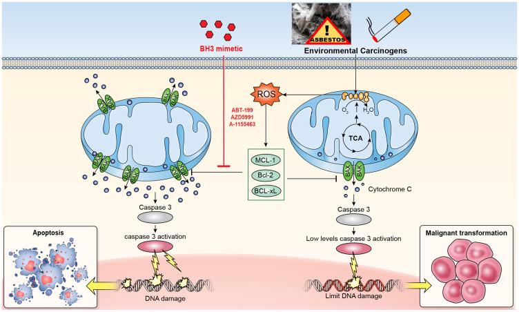 https://cdn.ncbi.nlm.nih.gov/pmc/blobs/7845/7533071/01777f7c8bfc/oncotarget-11-3559-g001.jpg