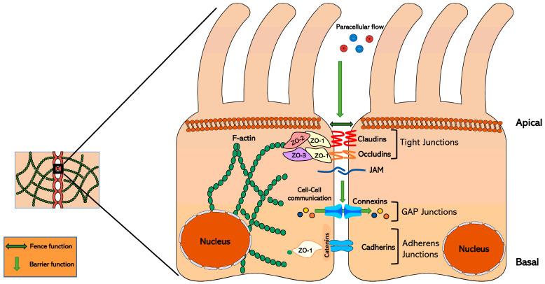 https://cdn.ncbi.nlm.nih.gov/pmc/blobs/7860/12389471/6a4c53dd6735/nutrients-17-02611-g001.jpg