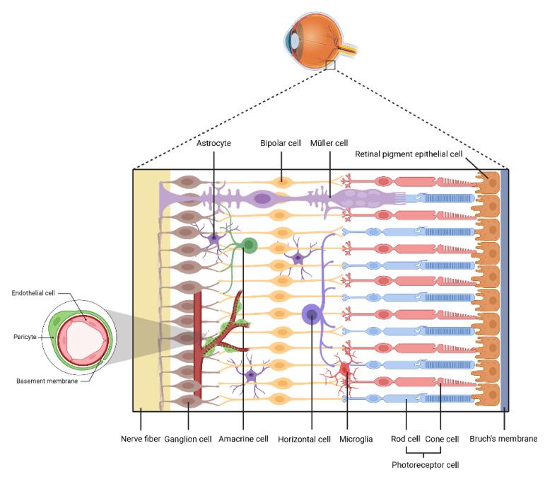 https://cdn.ncbi.nlm.nih.gov/pmc/blobs/789a/9775338/e9486c52bfc2/biomolecules-12-01774-g001.jpg