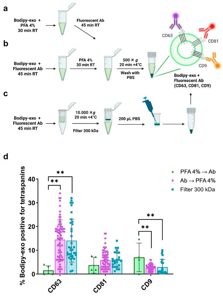 https://cdn.ncbi.nlm.nih.gov/pmc/blobs/78b9/12249355/96d08c227f18/cells-14-00989-g001.jpg