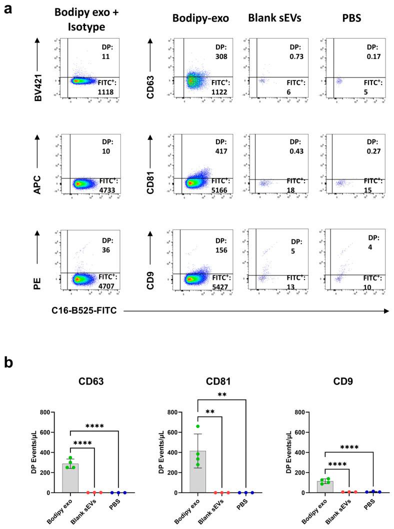 https://cdn.ncbi.nlm.nih.gov/pmc/blobs/78b9/12249355/f622526dade2/cells-14-00989-g003.jpg