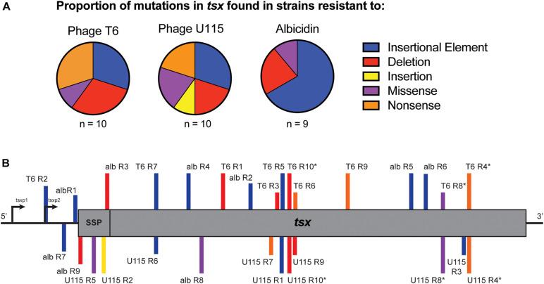 https://cdn.ncbi.nlm.nih.gov/pmc/blobs/7939/8245764/db3f7e9a142b/fmicb-12-658374-g004.jpg