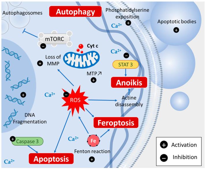 https://cdn.ncbi.nlm.nih.gov/pmc/blobs/7953/10670142/40ff6f69c544/cancers-15-05488-g003.jpg