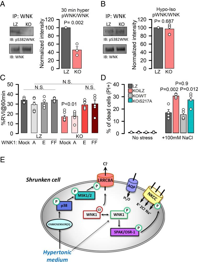 https://cdn.ncbi.nlm.nih.gov/pmc/blobs/7958/8201826/0d652bd0f200/pnas.2025013118fig04.jpg