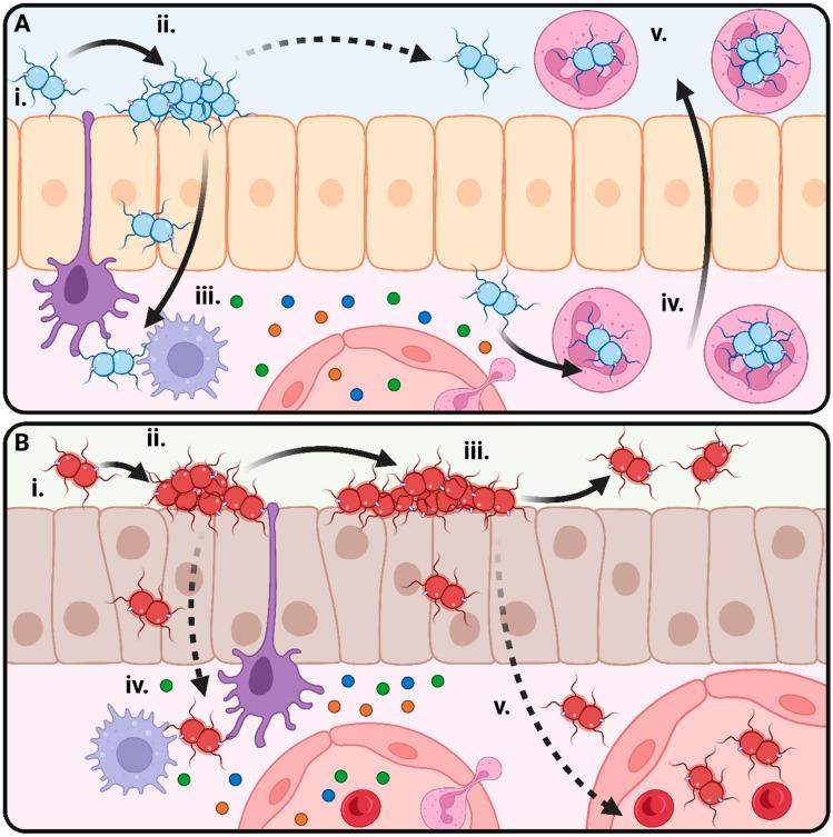 https://cdn.ncbi.nlm.nih.gov/pmc/blobs/795a/10745880/b4e3264436bb/microorganisms-11-03005-g001.jpg