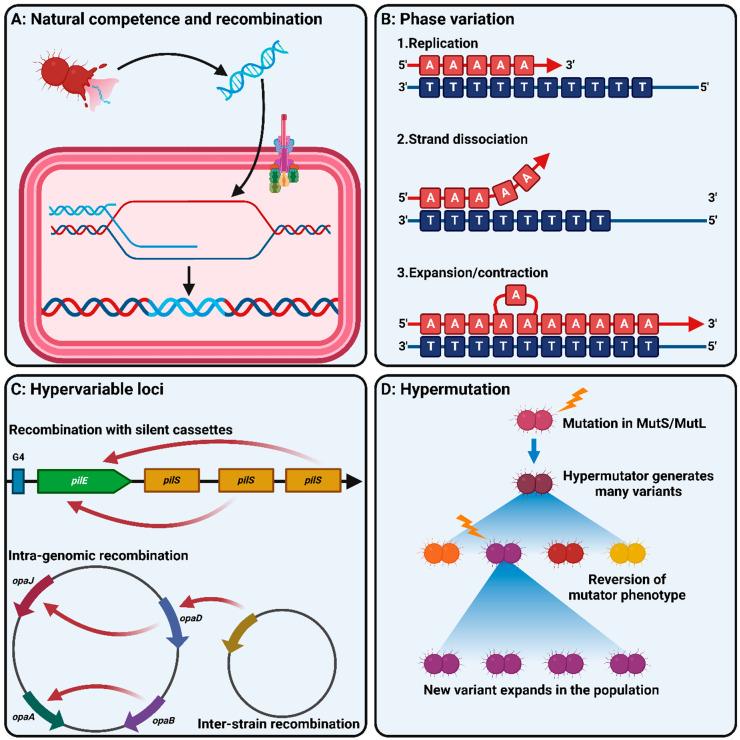 https://cdn.ncbi.nlm.nih.gov/pmc/blobs/795a/10745880/d9c8a029e437/microorganisms-11-03005-g003.jpg