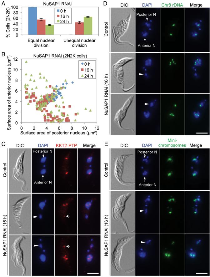 https://cdn.ncbi.nlm.nih.gov/pmc/blobs/7968/6144804/3c6eb0dfcecb/gky557fig5.jpg