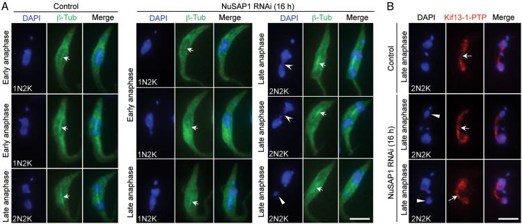 https://cdn.ncbi.nlm.nih.gov/pmc/blobs/7968/6144804/63d6d0552c58/gky557fig6.jpg