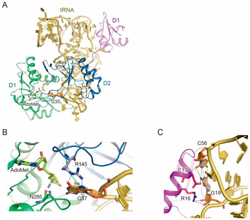https://cdn.ncbi.nlm.nih.gov/pmc/blobs/797a/5372744/dc64122c04c2/biomolecules-07-00032-g001.jpg