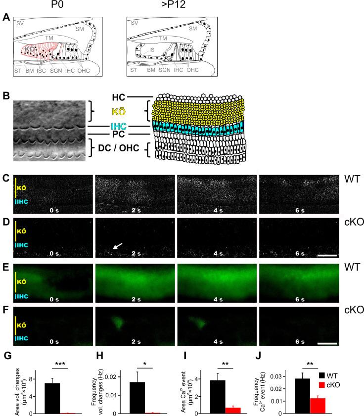 https://cdn.ncbi.nlm.nih.gov/pmc/blobs/7989/8871368/56a5531bf074/elife-72251-fig1.jpg