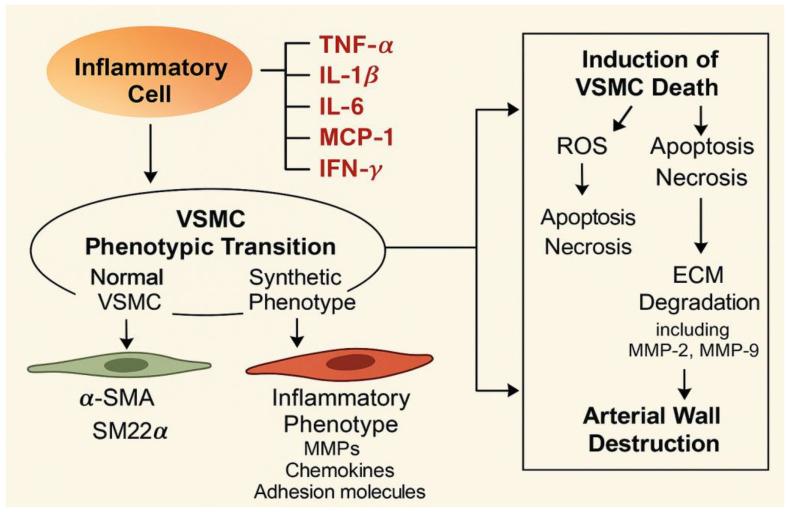 https://cdn.ncbi.nlm.nih.gov/pmc/blobs/79b6/12248496/1124356fca54/cells-14-01009-g003.jpg