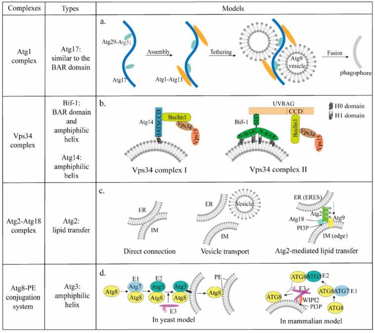 https://cdn.ncbi.nlm.nih.gov/pmc/blobs/79c7/10136490/0219658044d2/cells-12-01132-g002.jpg