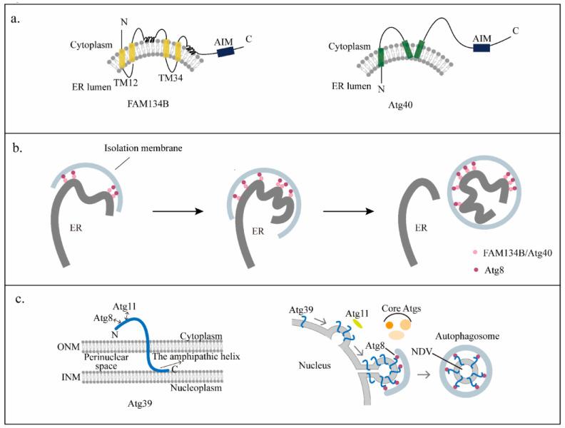 https://cdn.ncbi.nlm.nih.gov/pmc/blobs/79c7/10136490/2e823186265f/cells-12-01132-g003.jpg