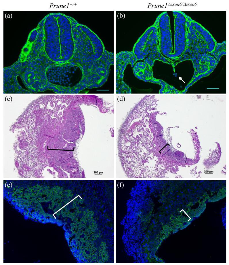 https://cdn.ncbi.nlm.nih.gov/pmc/blobs/79cc/9954577/d9ad9ad1881b/cells-12-00524-g003.jpg