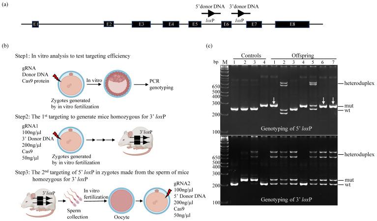 https://cdn.ncbi.nlm.nih.gov/pmc/blobs/79cc/9954577/fc87935eae52/cells-12-00524-g001.jpg