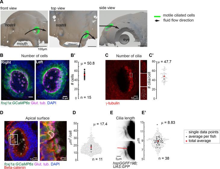 https://cdn.ncbi.nlm.nih.gov/pmc/blobs/79e3/9940908/328cef2e5cce/elife-77701-fig1-figsupp1.jpg